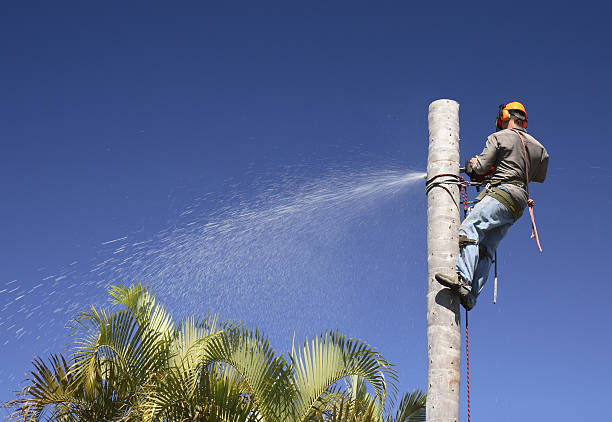 Professional Tree Care in Wellington, UT