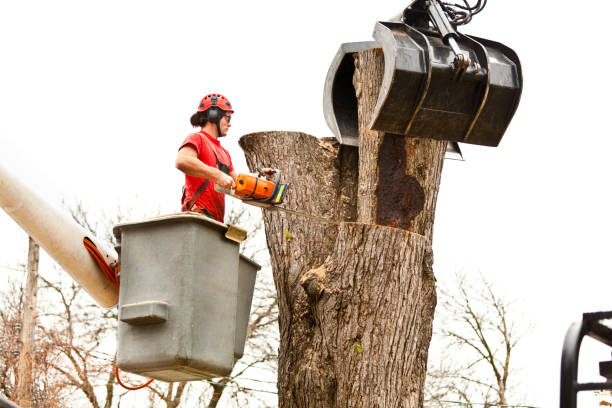 How Our Tree Care Process Works  in  Wellington, UT
